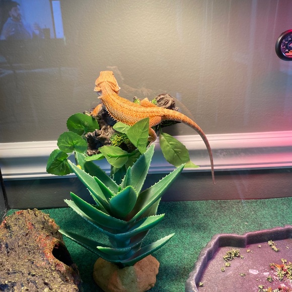 Orange green magnetic fish tank/reptile accessory - Picture 11 of 11